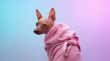 Pembe havluya sarılı tüysüz bir teriyer, pembe ve mavi bir arka plana bakıyor. Görüntü onun sakin ve düşünceli kişiliğini vurguluyor..