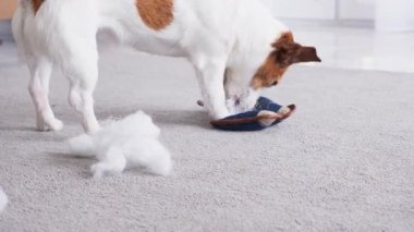 Bir Jack Russell Terrier oyuncağını çiğnerken dağınık beyaz bir halı üzerinde yatıyor..