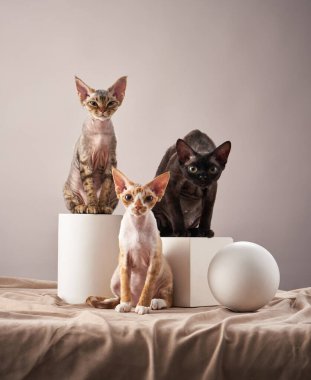 İki Cornish Rex kedisi modern beyaz aksesuarlarda birlikte oturup merak gösteriyorlar. Pürüzsüz kürkleri ve büyük kulakları tarafsız bir zemine vurgulanmış..