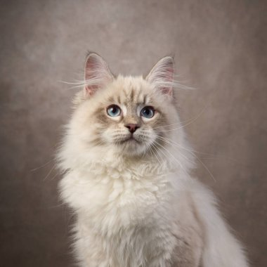 Parlak mavi gözlü bir bez bebek yavrusu yukarıyı seyrediyor, tüylü beyaz kürkü yumuşak arka planla zıtlaşıyor. Nazik ışıklandırma onun narin özelliklerini arttırır..