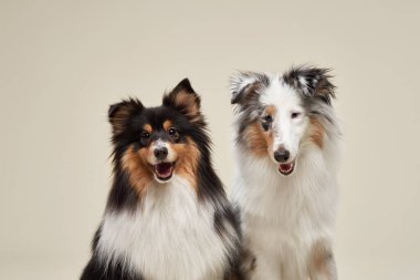 Bir çift Shetland çoban köpeği birbirine yakın otururlar, kulakları kabarır ve gözleri odaklanır. Tarafsız arkaplan ve yumuşak ışıklandırma klasik ve zamansız bir portre oluşturur.