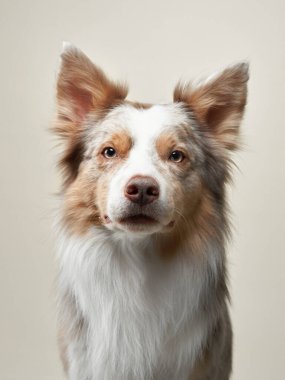 Tarafsız bir arkaplanda oturan ve doğrudan kameraya bakan bir çoban köpeğinin yakın çekimi. Işıklandırma köpeklerin tüylü kürkünü ve odaklanmış ifadesini vurguluyor.