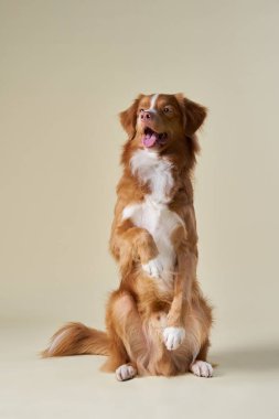 Bir Nova Scotia Duck Tolling Retriever dik bir konumda oturuyor, özgüvenli ve dengeli görünüyor. Açık bej arka plan, kürk rengini ve bakımını arttırıyor..