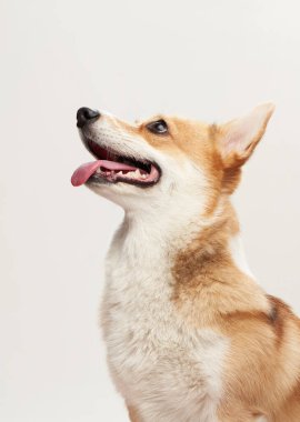 Bir Pembroke Welsh Corgi yan profilde, yukarı bakan bir ağız ve permalı kulaklar ile yakalanır. Beyaz arka plan köpeklerin zarif duruşunu ve tüylü tüylerini güçlendirir..