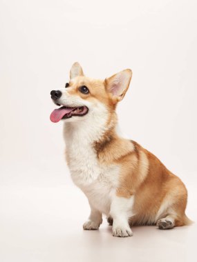 Bir Pembroke Welsh Corgi itaatkar bir şekilde oturur, geniş bir gülümseme ve parlak gözlerle bakar. Beyaz arka plan görüntüye temiz ve modern bir hava katıyor..