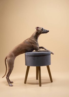 Bir İtalyan Greyhound, tarafsız bir arkaplana karşı küçük bir taburede dururken ön ayaklarını öne uzatır..