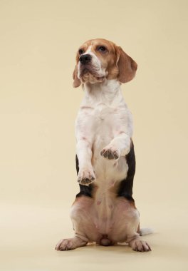 Bir av köpeği arka ayakları üzerinde durur, meraklı ve dost canlısı bir ifadeyle dengede durur. Tarafsız bej arka plan oyuncu pozlara odaklanmamızı sağlıyor..