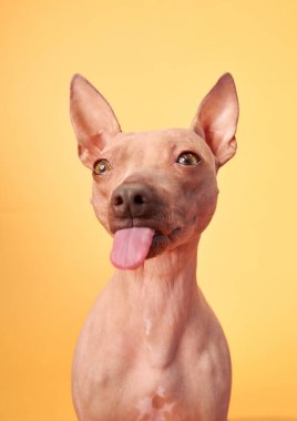 Portakal arka planına yapışmış, dili açık, gülümseyen bir Amerikan Kılsız Terrier köpeği. Köpek neşeli ve mutlu görünüyor..