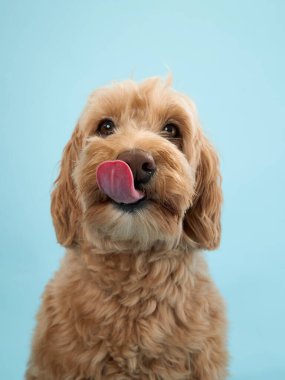 Kıvırcık kürklü bir Labradoodle, açık mavi bir arka planda, dili dışarıda oturur..