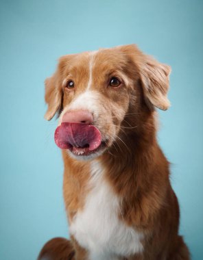 Bir Nova Scotia Duck Tolling Retriever 'ın açık mavi bir arka planla burnunu şakacı bir şekilde yaladığı görülüyor. Oyunculuk, köpekle çelişiyor. Yoksa sakin ol..