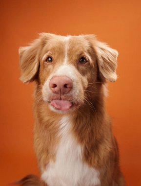 Bir Nova Scotia Duck Tolling Retriever, turuncu bir arka planda yer alan dilini şakacı bir şekilde uzatır. Oyuncu bir jest portreye eğlenceli ve neşeli bir dokunuş katar..