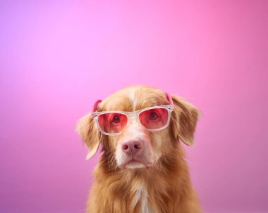 Bir Nova Scotia Duck Tolling Retriever pembe güneş gözlükleriyle canlı pembe bir arka plana poz veriyor. Tuhaf ve renkli fotoğraf gösterileri köpeklerin neşeli kişiliği.