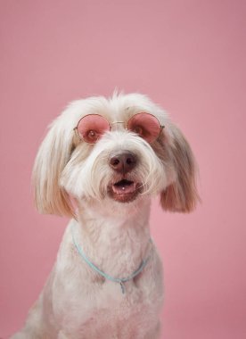 Beyaz kabarık tüylü bir köpek, yumuşak pembe bir stüdyo arka planına karşı neşeli bir ifadeyle oturur. Çekicilik ve neşe saçar. Işıklandırma köpeklerin tüylü paltosunu ve neşeli havasını vurguluyor..