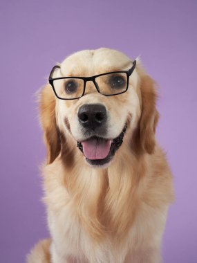 Bir Golden Retriever mor bir arka plana karşı neşeli bir ifadeyle gözlük takar ve mizahi bir dokunuş ekler. Portre, rahat bir stüdyodaki dost canlısı ve oyuncu karakteri vurguluyor.