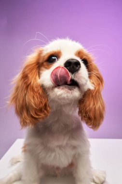 Şövalye Kral Charles Spaniel, beyaz bir platformda mor bir zemine oturup burnunu yalıyor. Köpek neşeli ve tatmin olmuş görünüyor..