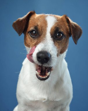 Jack Russell Terrier 'ın mavi bir arka planı var. Köpeklerin küstah ifadeleri portreye neşe ve neşe katıyor..