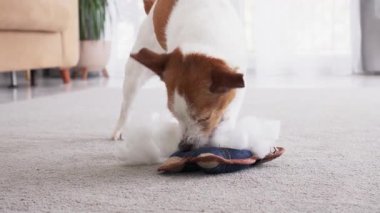 Jack Russell Terrier, içi köpükle dolu bir oyuncak ayakkabıyı inceliyor..