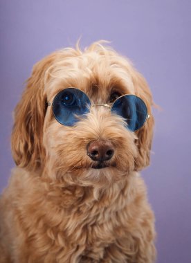 Kıvırcık kürklü bir Labradoodle mavi güneş gözlüğü takıyor, mavi arkaplana yakın plan çekimde güvenle poz veriyor..