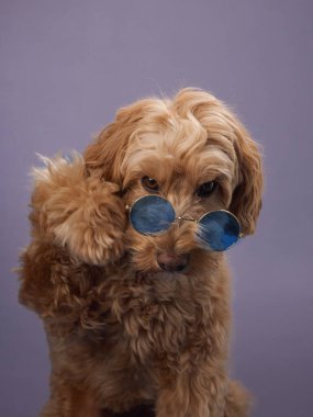 Kıvırcık kürklü bir Labradoodle mavi güneş gözlüklerini tek pençesiyle, mor bir arka planda ayarlar..