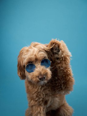Kıvırcık kürklü bir Labradoodle mavi güneş gözlüklerini mavi arka planda tek pençesiyle ayarlar..