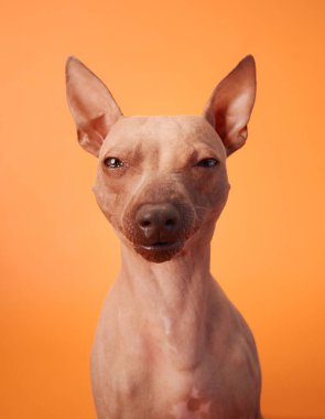Meraklı bir Amerikan Kılsız Teriyer köpeği, kafası hafifçe eğilmiş, turuncu bir arka planda merakla kameraya bakıyor..