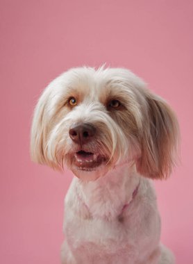 Sakin beyaz bir köpek minimalist pembe bir stüdyo ortamında huzur içinde oturur. Yumuşak ışıklandırma dikkatleri onun rahat duruşuna ve pofuduk, bakımlı kürküne çeker..