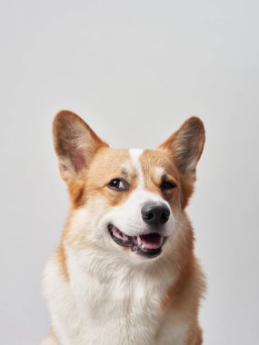 Gülümseyen bir Corgi 'nin yakın çekimi beyaz arka planlı bir stüdyoda çekilir. Köpekler mutlu bir ifade ve uyanık kulaklar görüntüyü canlı ve keyifli yapar..