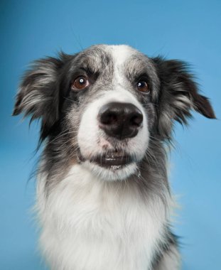 Parlak gözlü ve yumuşak bir yüz ifadesi olan bir Border Collie kameraya mavi arka planda bakar. Rahatlamış yüz, merakı ve dikkati iletir..