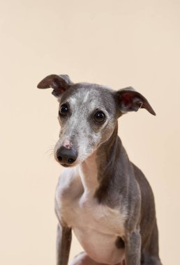 Bir İtalyan Greyhound, tarafsız bir bej arka plana karşı zarifçe oturur ve kameranın dışındaki bir şeye dikkatle bakar..