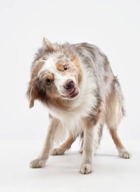 Bir Border Collie kafasını şiddetle sallayarak neşeli ve dinamik bir hareket efekti yaratır. Tüylü tüylü köpekler, enerjik ve canlı kişiliğini vurgulayarak dalgalar halinde hareket eder..