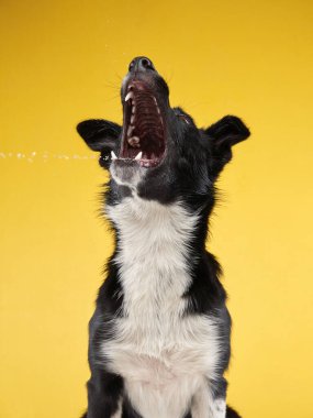 Siyah ve beyaz bir Border Collie ağzı açık bir şekilde hafifçe zıplar ve havada bir ödül yakalar. Parlak sarı arka plan çekimin enerjik ve eğlenceli atmosferini arttırır..