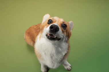 Bir Pembroke Welsh Corgi başını eğer, neşeli bir ifadeyle merakla bakar. Yumuşak yeşil arka plan köpeklerin parlak kürkünü ve neşeli doğasını ön plana çıkarıyor..