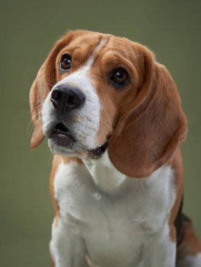 Merakını vurgulayan, başı hafifçe eğilmiş bir av köpeğinin yakın plan portresi. Yumuşak ışık, köpeklerin derin gözlerini ve kürk dokusunu vurgular..