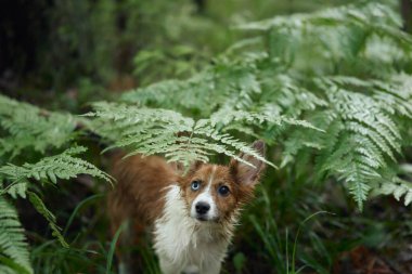 Bir Sınır Şerifi sık bir ormanda yemyeşil eğreltiotlarıyla çevrilidir. Yumuşak ışıklandırma, köpeğin meraklı ifadesini ve doğal güzelliğini vurgular..