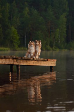 Arka planda sakin bir göl olan ahşap bir rıhtımda birlikte oturan iki Collie. Huzurlu ortam onların barışçıl dostluğunu yakalıyor..