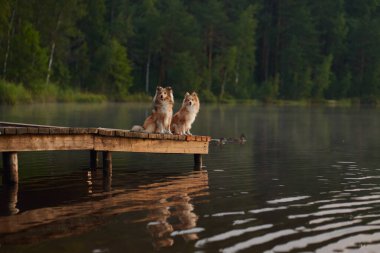 İki Sheltie, sakin bir gölle çevrili ahşap bir rıhtımda yan yana oturuyorlar. Huzurlu atmosfer, dingin dostluklarını vurguluyor..