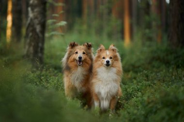 Etrafı yeşilliklerle çevrili sakin bir ormanda yan yana yürüyen iki Collie. Huzurlu ortam, onların arkadaşlığını ve doğayla bağlantısını vurguluyor..