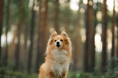 Yüksek ağaçlarla çevrili güneşli bir ormanda zarif bir şekilde oturan bir Sheltie. Sakin sahne köpeklerin zarif duruşunu ve doğayla bağlantısını vurguluyor..