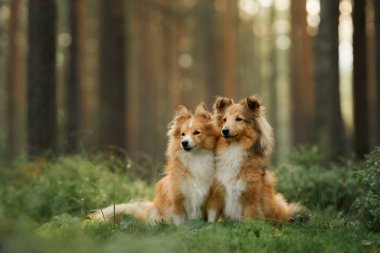 Yüksek ağaçlarla çevrili güneşli bir ormanda zarif bir şekilde oturan bir Sheltie. Sakin sahne köpeklerin zarif duruşunu ve doğayla bağlantısını vurguluyor..