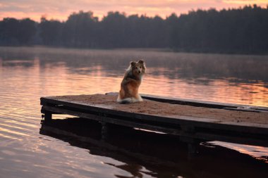 Arka planda orman ve göl olan ahşap bir rıhtımda sessizce oturan tek bir Sheltie. Sıcak günbatımı ışığı sahnenin sakin ve huzurlu havasını vurgular..