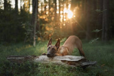 Bir Belçikalı Malinois ağaçların arasından süzülen güneş ışığı gibi bir ormanda çimlerin üzerinde uzanıyor. Yumuşak, altın ışık huzurlu atmosferi güçlendirir..