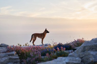 Belçikalı bir Malinois gün batımının ılık parıltısının altında renkli bir kır çiçeği tarlasında duruyor. Uyumlu atmosfer, köpeklerin engebeli çevreyle bağlantısını vurguluyor..