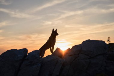 Belçikalı bir Malinois, sabah ışığının altın renkleriyle aydınlatılmış kayalık bir çıkıntının üzerinde duruyor. Sahne köpeklerin zarafetini sergiliyor..