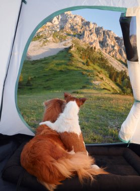 Bir köpek Nova Scotia Duck Tolling Retriever ve Jack Russell Terrier yüksek dağlara ve canlı yeşil yamaçlara bakan bir çadırda dinleniyorlar. İlahi kamp anı. 