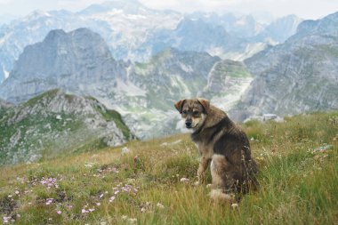 Bir köpek çimenli bir dağ yamacında oturur, etrafını saran yüksek tepelerle uzaklığa bakar. Sahne bir macera ve özgürlük hissi yakalıyor..