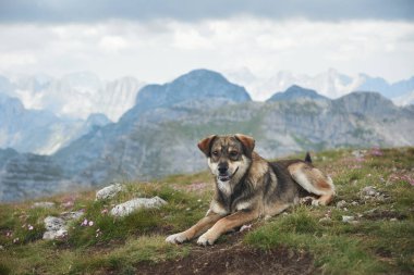 Uzakta engebeli zirveleri olan panoramik bir dağ manzarasına bakan bir köpek çimenli bir yamaçta uzanıyor. Sakin alp ortamı huzuru çağrıştırıyor.