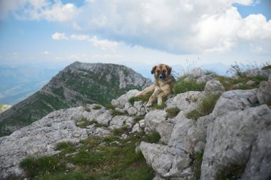 Bir köpek alp bitkileriyle çevrili kayalık bir yamaçta sakince oturur. Arka planda yükselen dağlar dramatik ve sakin bir manzara yaratır..