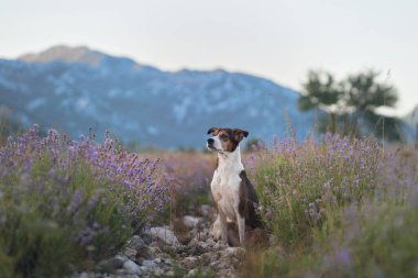 Güneşli bir çayırda, lavanta çiçeklerinin arasında duran küçük bir köpek huzurlu ve renkli bir atmosfer yaratıyor. Yumuşak ışıklandırma ve doğal ayar, köpeklerin sakin tavırlarını vurguluyor..