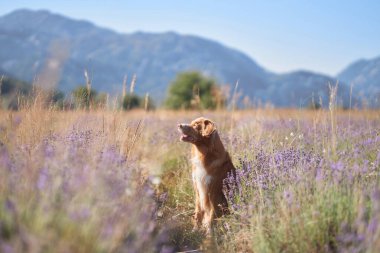 Bir köpek Nova Scotia Duck Tolling Retriever sıcak güneş ışığı altında etrafını canlı lavantalarla çevreleyen sakince oturur.. 