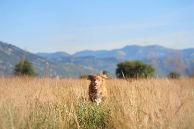 Meraklı bir Nova Scotia Duck Tolling Retriever köpeği manzaralı bir dağ silsilesiyle çevrili uzun otları keşfeder. Doğal ışık, huzurlu ve maceraperest manzarayı vurgular..
